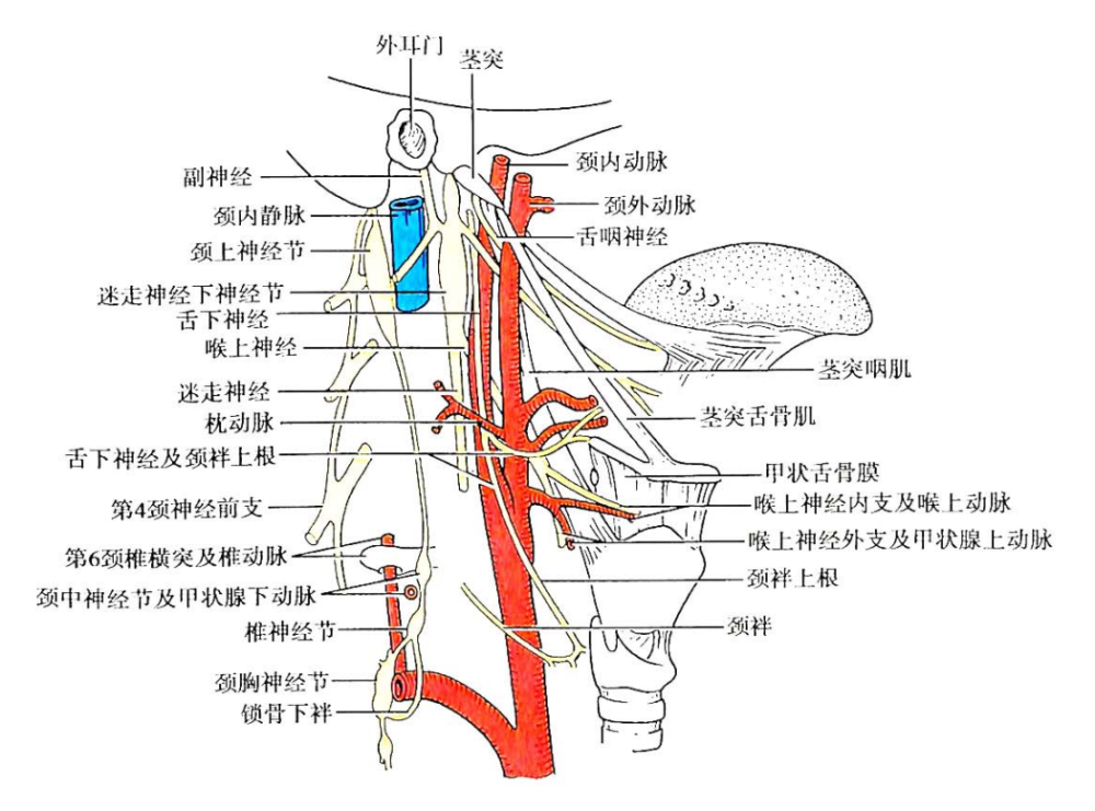 在颈动脉三角内的分支有喉上神经和心支.