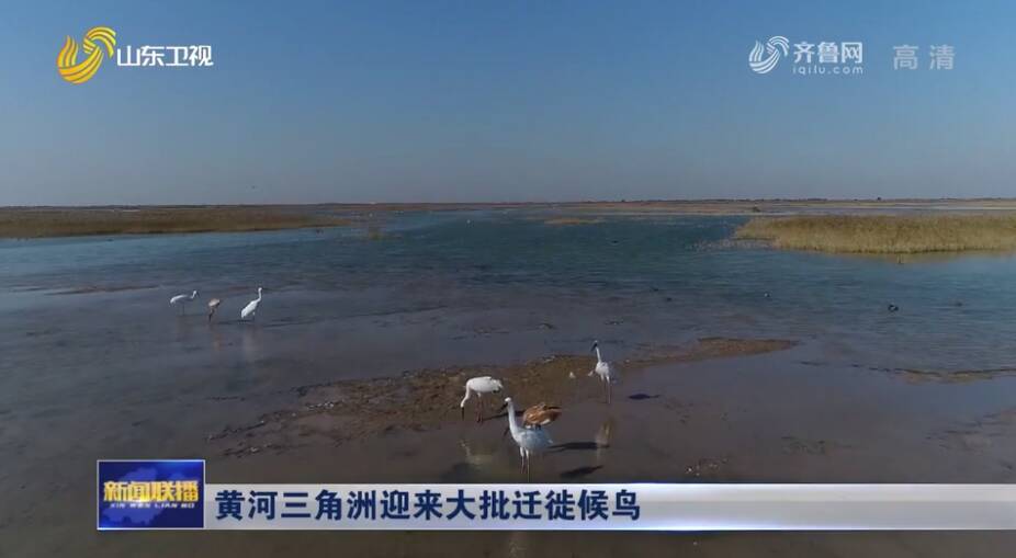 黄河三角洲迎来大批迁徙候鸟_腾讯新闻