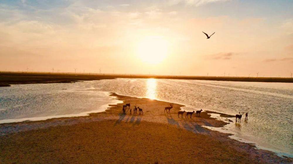 条子泥景区国家级珍禽自然保护区作为全国第一个沿海