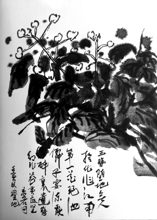 图片