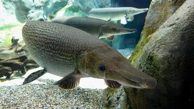 外来入侵物种危害有多大?生物专家起底鳄雀鳝_腾讯新闻