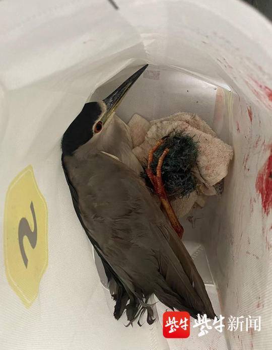 梦境的启示，救一只受伤小鸟的象征意义