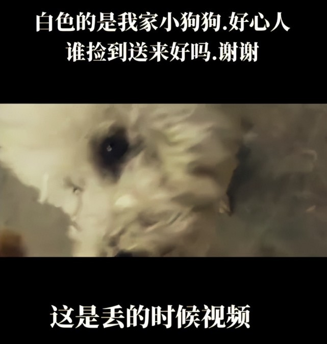 网红丢狗被骗后续：骚扰者扬言要杀狗吃肉，仍有好心人提供线索（组图） - 3
