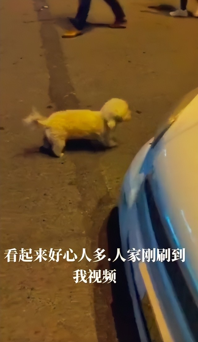 网红丢狗被骗后续：骚扰者扬言要杀狗吃肉，仍有好心人提供线索（组图） - 15