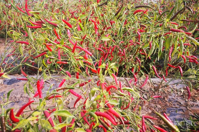 新疆轮台县哈尔巴克乡库台克布拉克村辣椒种植基