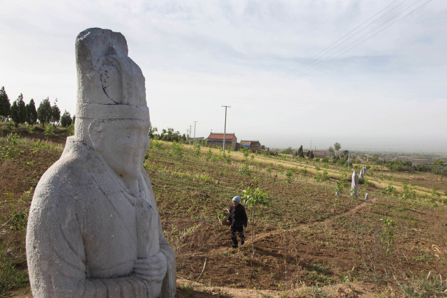 泾阳县贞陵,爷孙俩(吴为/图)陕西关中平原分布着唐代帝王的18座陵墓