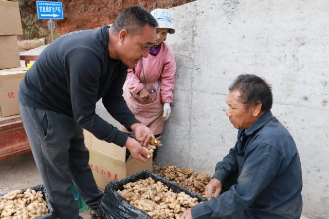 [南方生姜网-图片加载]