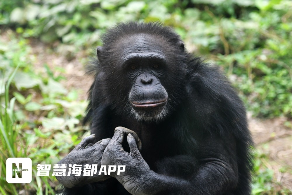 来追猩吧一起走近福州动物园三只活宝的幸福生活