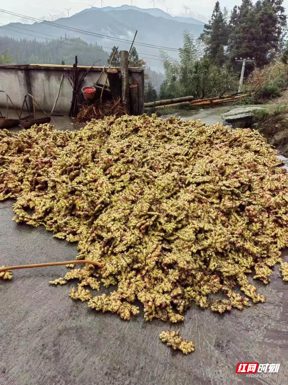 [南方生姜网-图片加载]