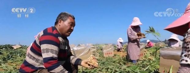[南方生姜网-图片加载]