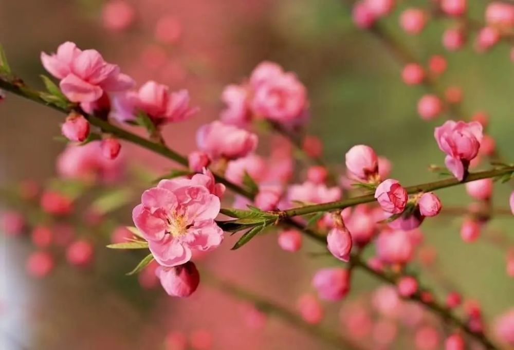 挑战嫁接一枝梅花经过夏秋它便能顺利绽放在寒冬