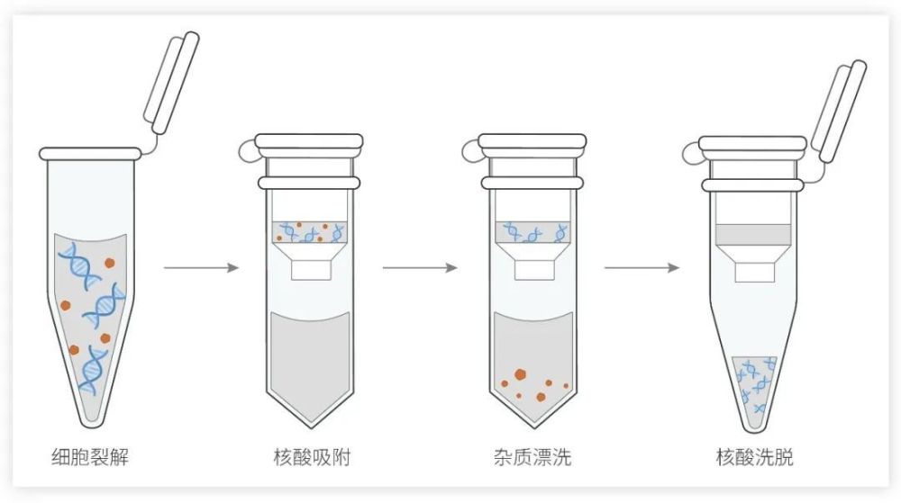 小 m 还是比较推荐受众度较高的离心柱法;至于质粒提取,考虑到纯度与