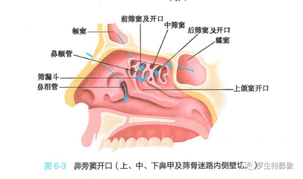 一文详述鼻和鼻窦的正常解剖及常见变异