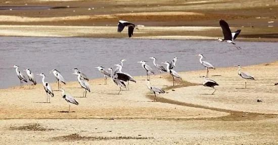 鄱阳湖迎来大批越冬候鸟,九江这些观鸟点请收好～_