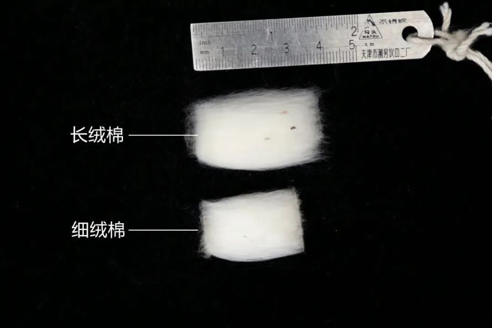 对棉花长度的检验主要方法是手扯尺量法.