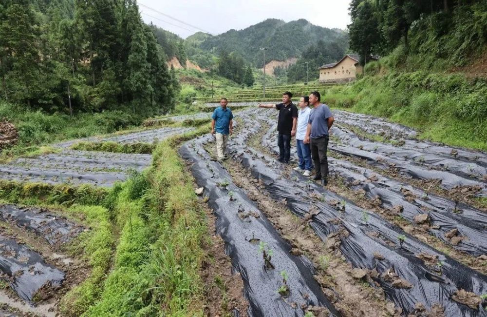 硒锌田野新希望寿宁发力硒锌产业构建乡村振兴特色样板