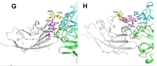 迈威生物在 theranostics 发表cd47 pd l1双抗临床前研究成果
