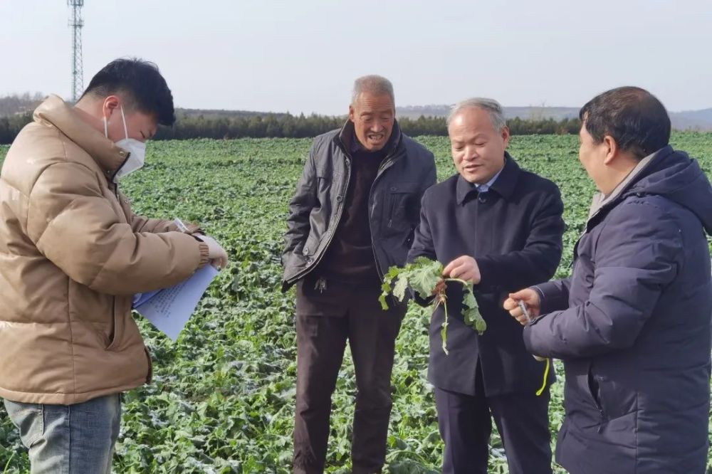 测株距,量根茎,看叶龄,查墒情,农技人员一丝不苟,确保每项调查内容都