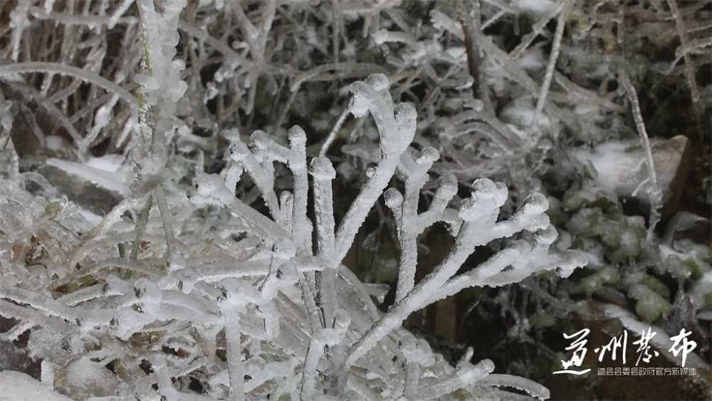 道县瑶乡银装素裹雾凇雪景引客来