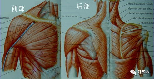 肩关节固有肌群盂肱关节肩锁关节两个关节:三块骨:肩胛骨,锁骨,肱骨肩