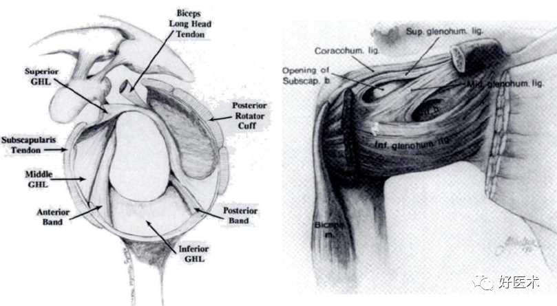 ighl:前束,后束和腋下陷窝部分.