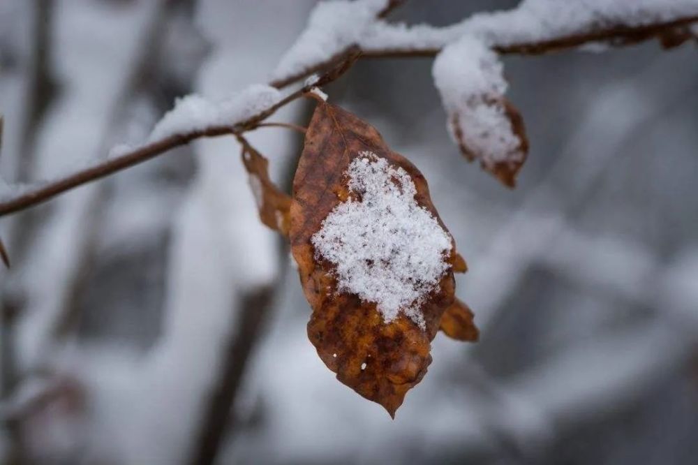 俳人笔下的节气与花大雪