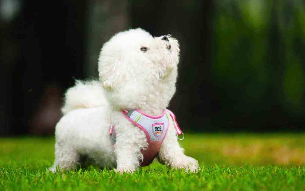 曾經風靡一時的“比熊犬”，為何棄養率越來越高？