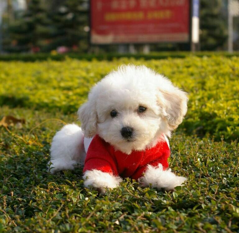 生活過得幸福的“比熊犬”，往往有這些特征，瞞不住的！