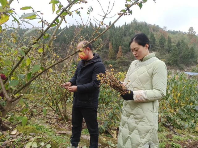 北碚蜡梅香飘全国