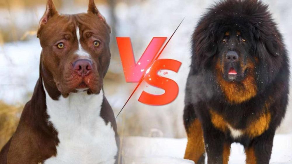 藏獒vs比特犬，同為烈犬，誰才是冠軍？”