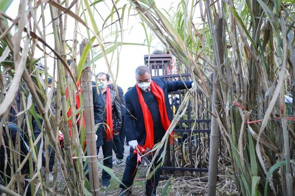 又是一年丰收季松溪县第六届千年松溪百年蔗文化旅游节举行