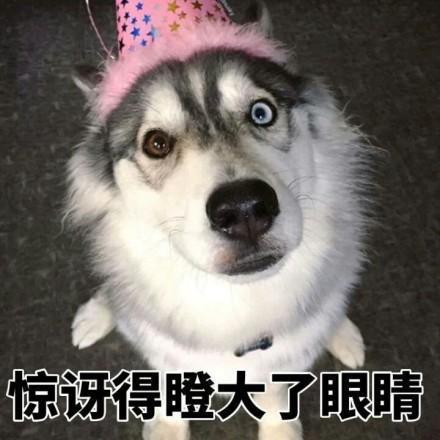 以下這些狗，看似可愛實則可惡，勸你別養