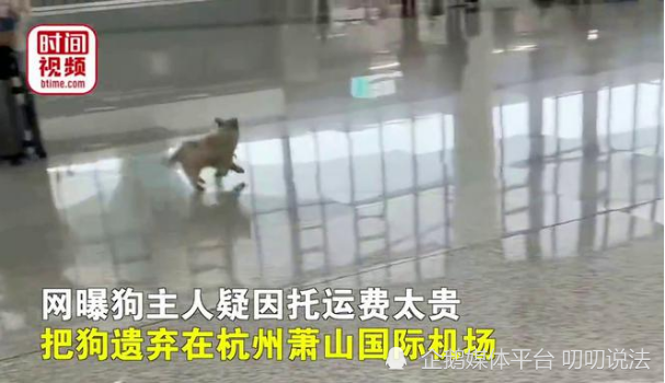 我家狗被寵物托運公司害了,他們還”