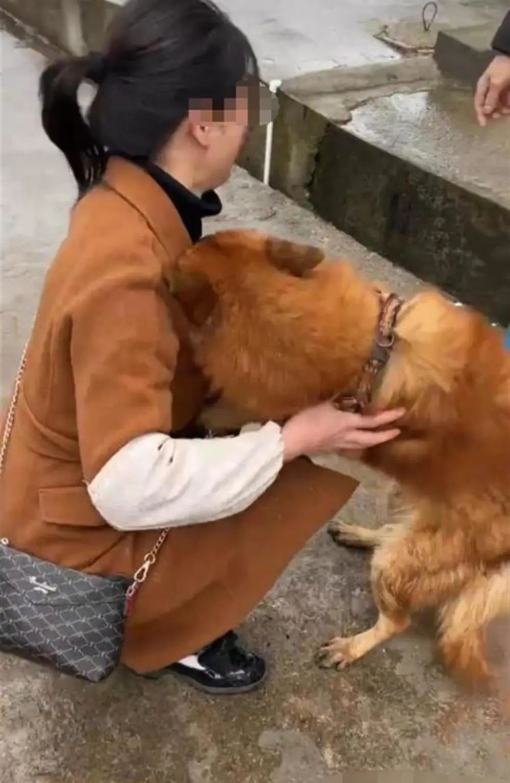 領養人失聯（吉安：養了9年的寵物狗走”