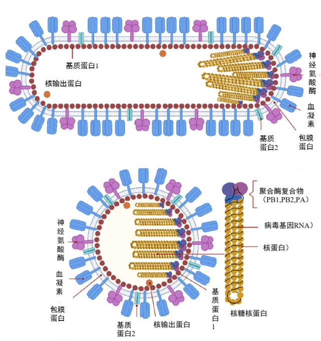 流感病毒，不止甲流、禽流感和猪流感腾讯新闻 