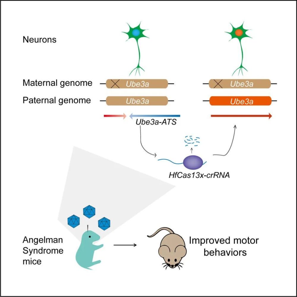 Rna Cas