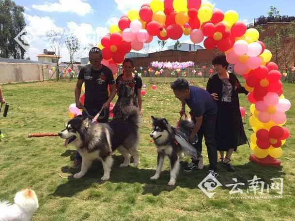 民众为汪星人举办婚礼:狗狗披婚纱还有“结婚证”