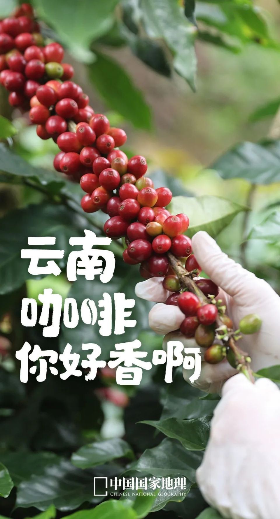 中国咖啡冠军，为什么在云南？-腾讯新闻