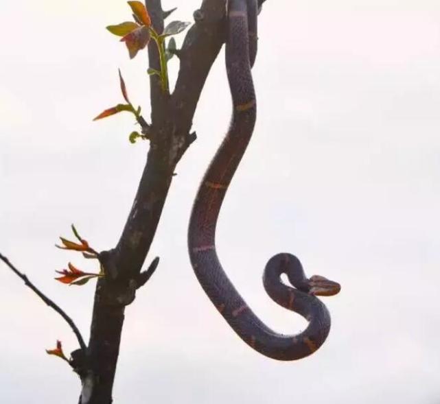 浙江惊现中国第一毒蛇