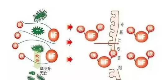 乳白蛋白与乳清蛋白有什么区别?哪个更适合宝宝食用?