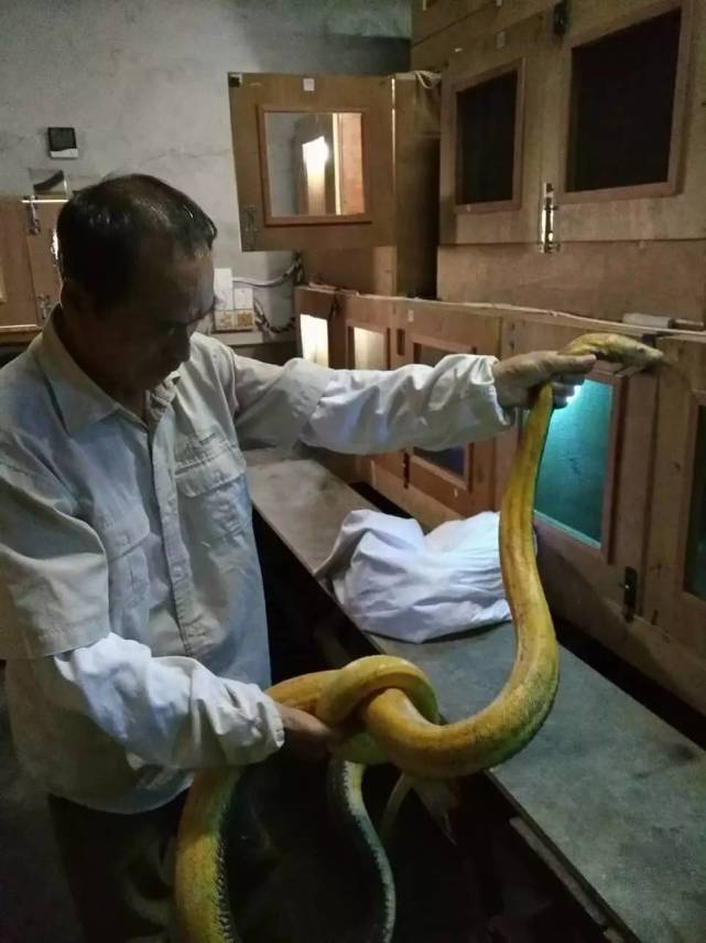 杭州富阳现“神龙” 身长两米通体金黄色