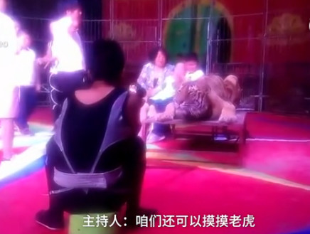 马戏团内游客摸老虎照相收费20元 现场无防护措施