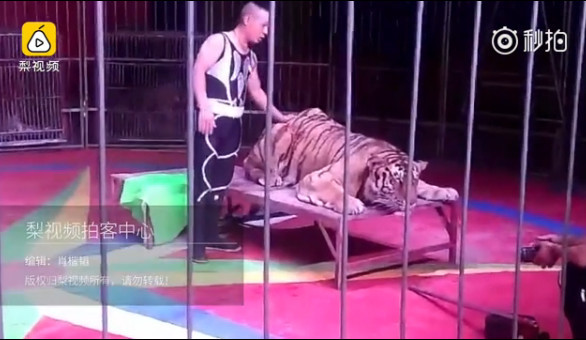 马戏团内游客摸老虎照相收费20元 现场无防护措施