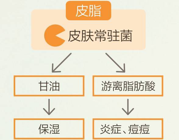毛孔粗大、皮脂分泌过多?教你3分钟轻松洗颜术