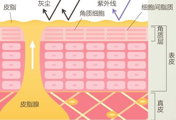 毛孔粗大、皮脂分泌过多?教你3分钟轻松洗颜术