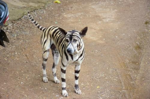 泰国女生给狗狗化成“老虎” 技术之高足以以假乱真