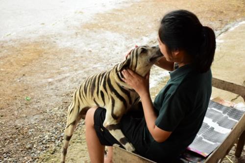 泰国女生给狗狗化成“老虎” 技术之高足以以假乱真6