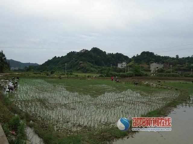 邵阳新邵县陈家坊镇插秧互助组流行田间