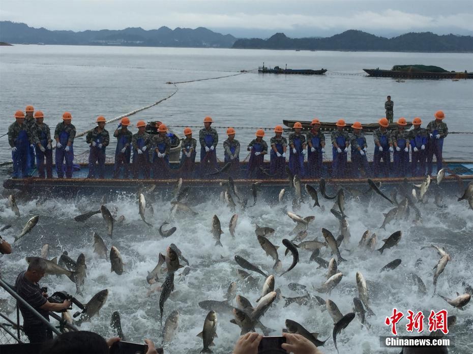 浙江千岛湖“巨网捕鱼” 万鱼跃起 (高清组图)