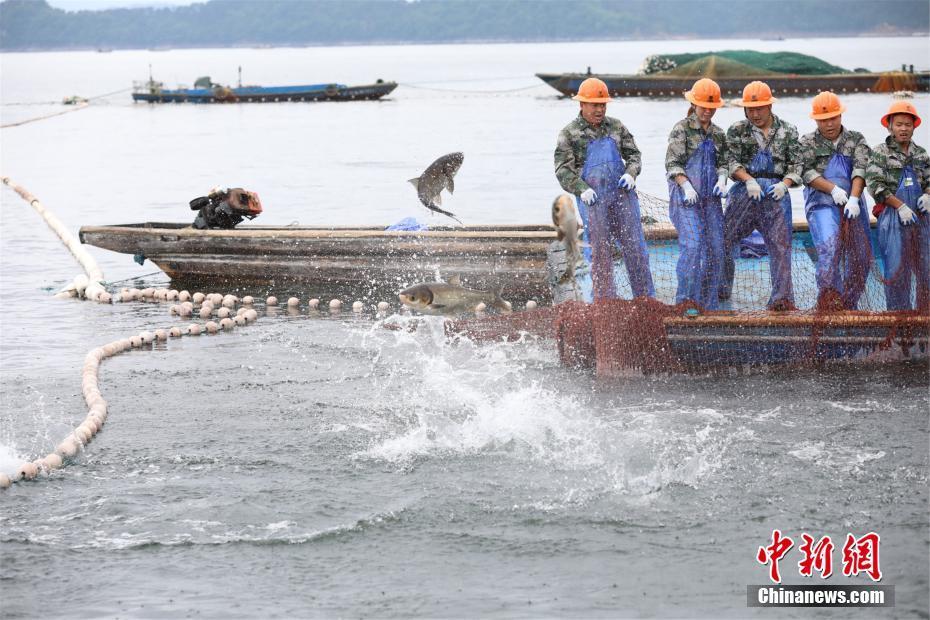 浙江千岛湖“巨网捕鱼” 万鱼跃起 (高清组图)